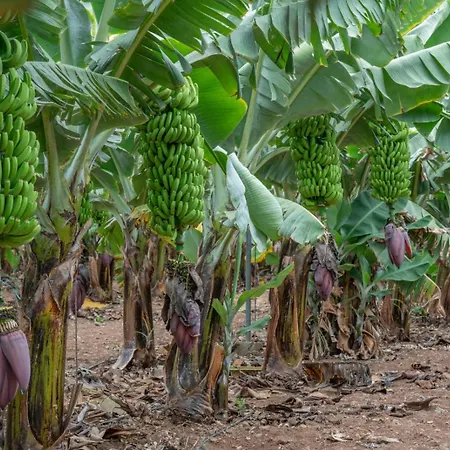 Rk Hacienda La Rekompensa Arucas