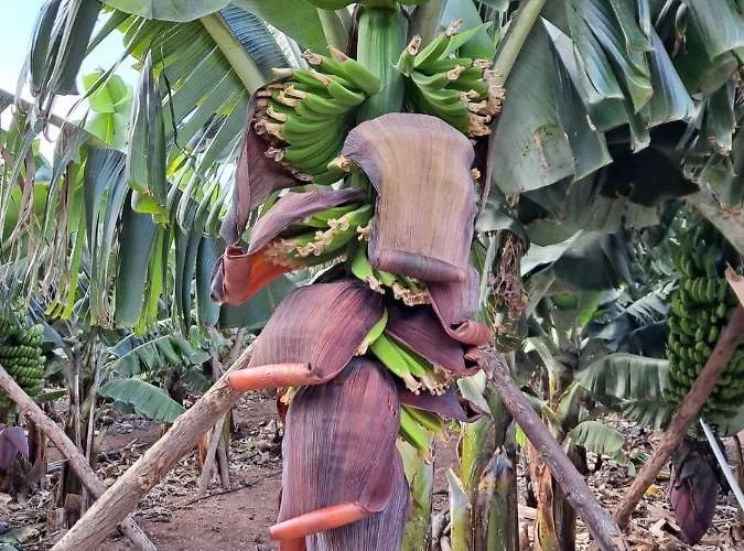 Rk Hacienda La Rekompensa Prázdninový dům Arucas